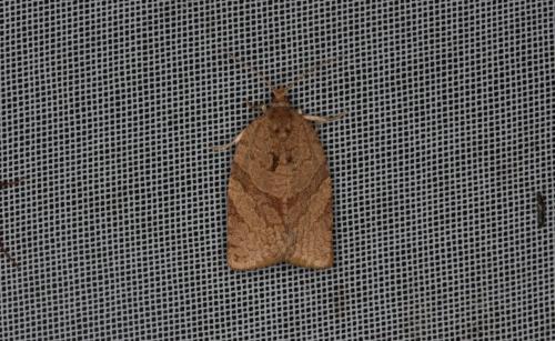 Adoxophyes orana